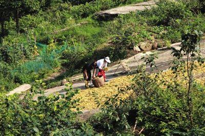 8月1日，湖南省邵阳市，隆回县小沙江镇虎形山乡大托村，花农正在晾晒金银花。图/CFP